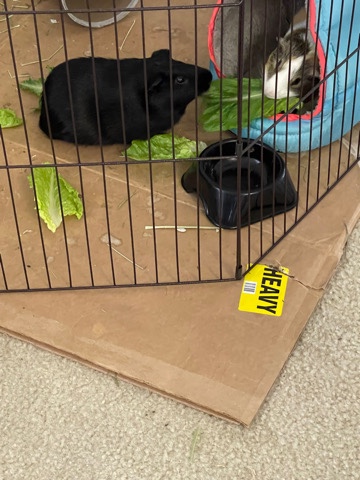 2 male Guinea pigs need new home