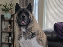 Barrett- Male Akita