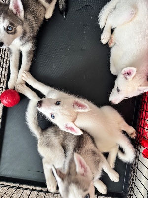 Siberian Husky – 4 Husky Pups – Enfield