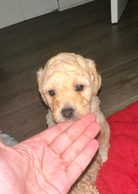 dog( puppy)