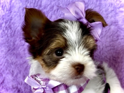 Yorkshire Terrier – AKC Parti Yorkee Female – New Braunfels