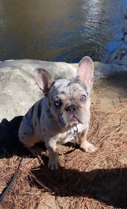 French Bulldog – Frenchie