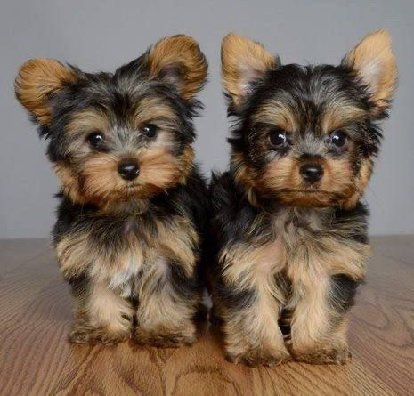 Yorkshire Terrier – Yorkie available