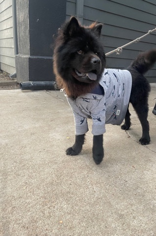 Chow Chow – black blue/black tongue chow chow