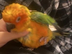 Conure – Jenday Conure – Ontario