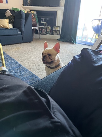 French Bulldog – White & Tan Frenchie