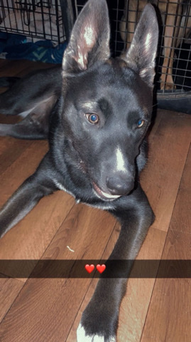 Labrador Husky – Black husky Puppy
