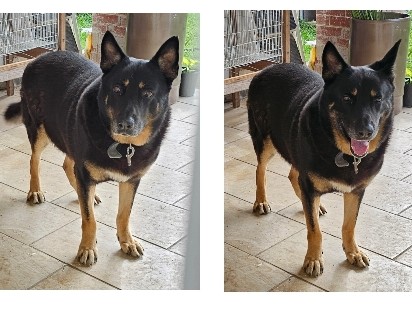 German Shepherd – ❗️Owner Died😭 🐾 Sweet Dog🐾 – Houston