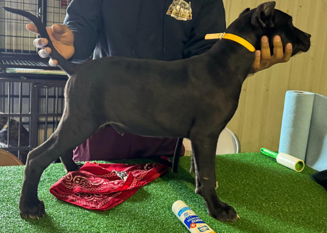 Perro de Presa Canario – Full Blood Presa Canario Pup