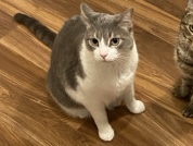Loving 6-Year-Old Domestic Shorthair Cat – Barnegat – Barnegat