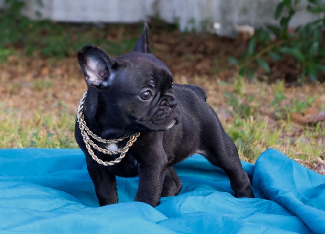 French Bulldog – Extra Small Micro Frenchie Girl