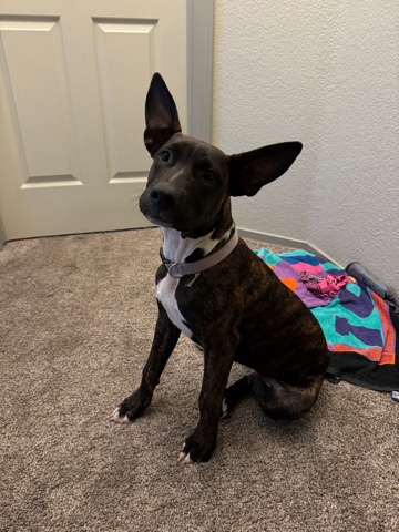 Boxer – Boxer mix Female