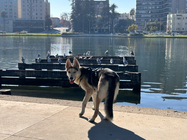German Shepherd – Kia searching for a playmate