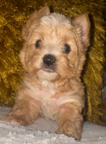 Yorkshire Terrier – Yorkies!