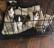 kittens