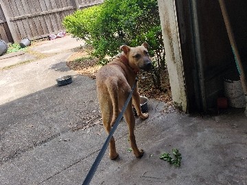 6 months old puppy looking for rehoming – Jacksonville