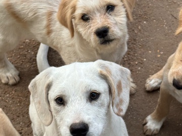 Puppy/Puppies! – Houston
