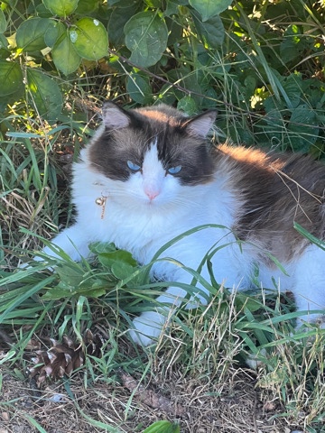 Ragdoll – RAGDOLL Cat For Sale
