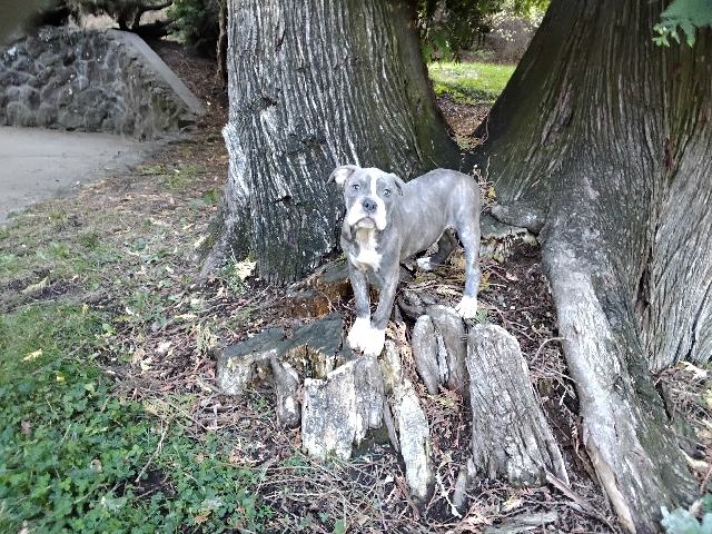Olde Boston bulldogge puppies – Loon Lake