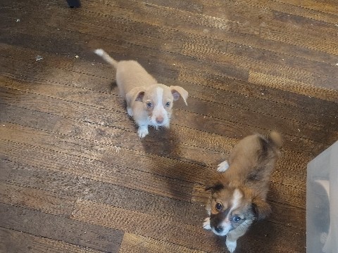 Mixed Breed – rehoming puppies – Washington