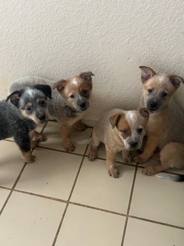 Australian Cattle Dog – Blue heeler puppies