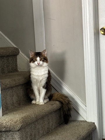 American Shorthair – cat rehome