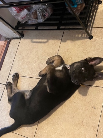 German Shepherd – German shepherd mix 6 months