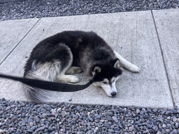 Siberian Husky – 1yr old Siberian husky male – Youngstown