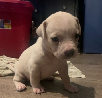 females blue nose pitbull puppies pure breed