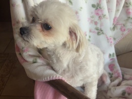 Maltese – Maltese/poodle – Seminole