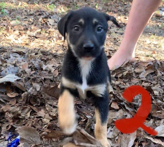Mixed puppies