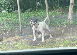 American Bulldog – American micro bullies for sale