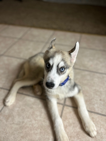 Husky puppy