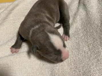 American Bulldog – baby pitbull for sale – Mineola