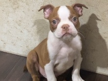 Scotty looking for a new home