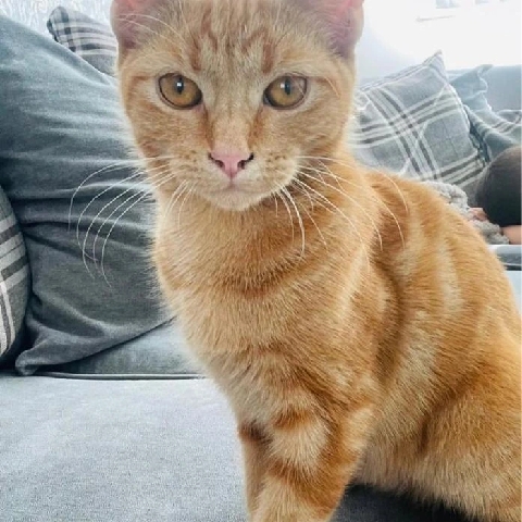 6 month old ginger male cat