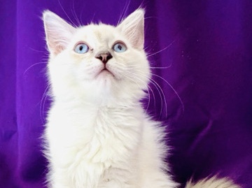 Ragdoll – GCCF Registered Ragolls – Wisbech
