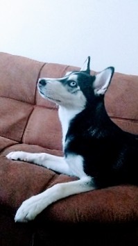 Siberian Husky – Harley Quinn the Husky