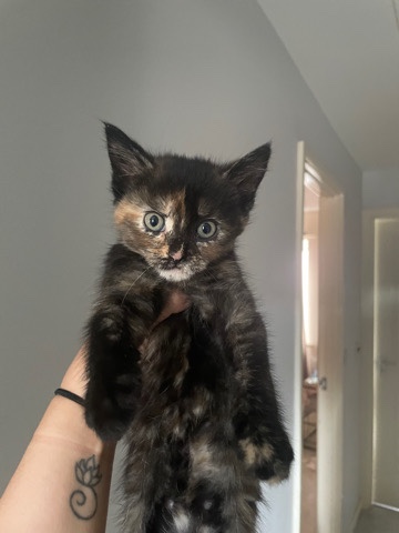 kittens