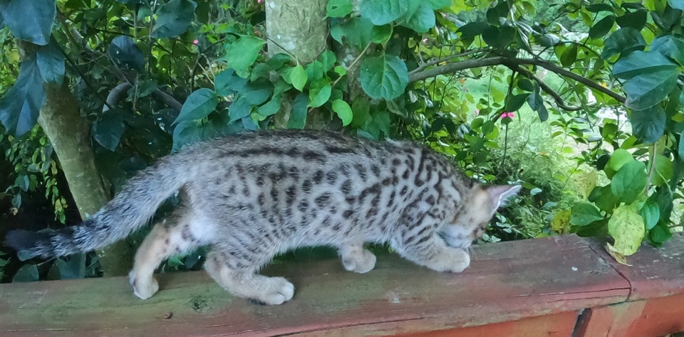 f4 Savannah hybrid kittens need homes