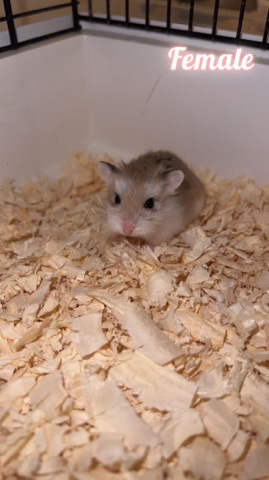 Any – hamster