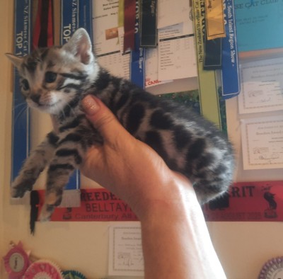 Bengal – Silver Bengal baby – San Jose
