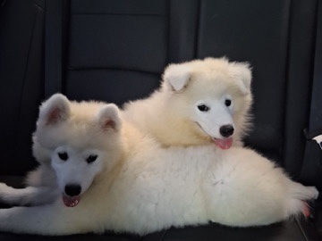 Samoyed – Samoyed Puppy for Sale – 8 Weeks – Healthy & Ready Now – Woodbury