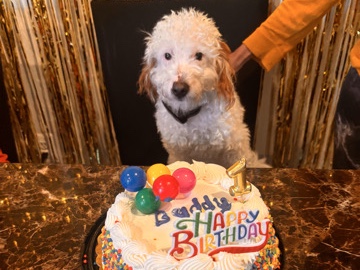 Goldendoodle – Loving Puppy Needs a New Home – Hagerstown
