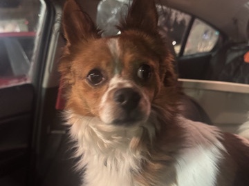 Chihuahua – need a temporary home for my dog(NOT PERMANENT.) – Redwood City
