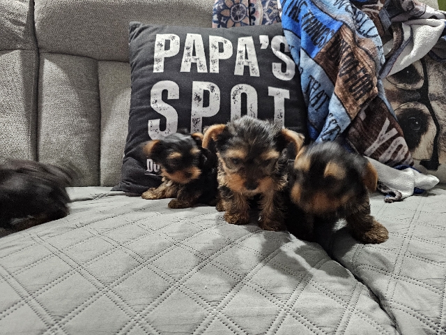 Yorkshire Terrier – yorkies boys machos – Orlando