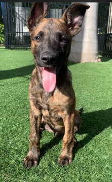 Dutch shepherd