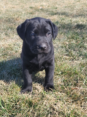 Labrador Retriever – Lab Puppy’s for sale