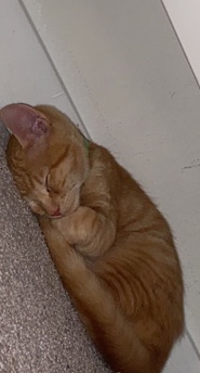 American Shorthair – Rehome Billy