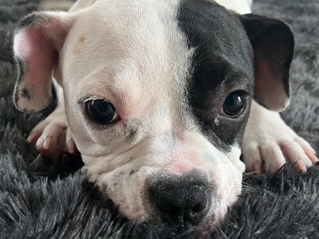 American Pit Bull Terrier – Adorable Puppy for Sale – Cage, Leash & Bowl Included! 🐶🐾 – Houston
